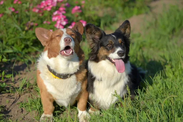 Zwei Corgis Auf Dem Hintergrund Von Gras Und Blumen — Stockfoto