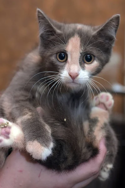 Cute Three Colored Kitten Hands — Stock Photo, Image