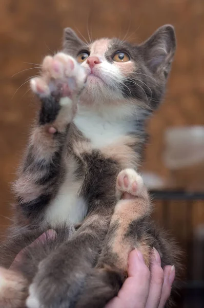 Niedliches Dreifarbiges Kätzchen Den Händen — Stockfoto