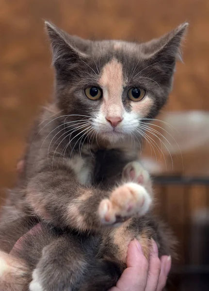 Carino Gattino Tre Colori Mano — Foto Stock