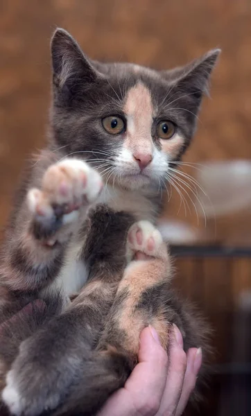 Lindo Gatito Tres Colores Las Manos — Foto de Stock