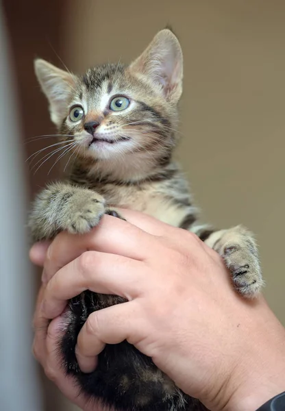 Söt Randig Kattunge Händer — Stockfoto