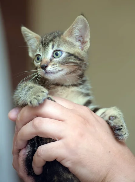 Mignon Chaton Rayé Sur Les Mains — Photo