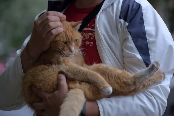 Gato Rojo Sentado Sus Manos — Foto de Stock