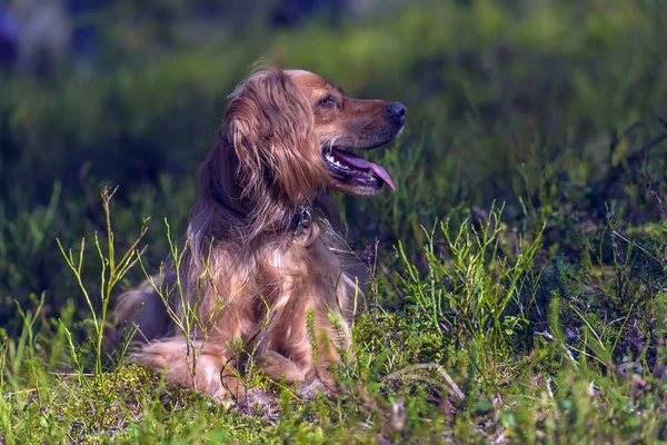 Belle Épagneul Anglais Aux Cheveux Roux Dans Forêt Parmi Les — Photo