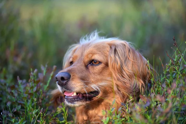 Spaniel Inggris Berambut Merah Yang Indah Hutan Antara Semak Semak — Stok Foto