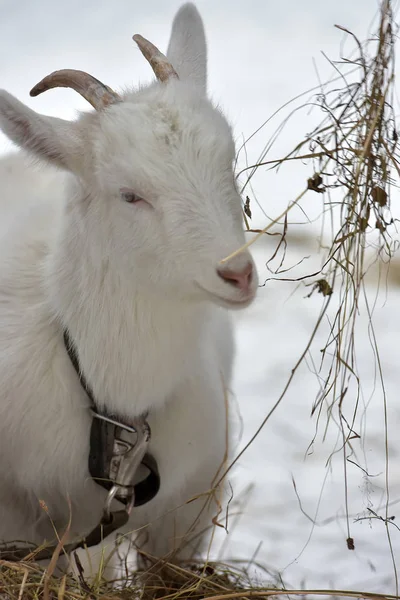 一只白山羊在冬天吃干草 — 图库照片
