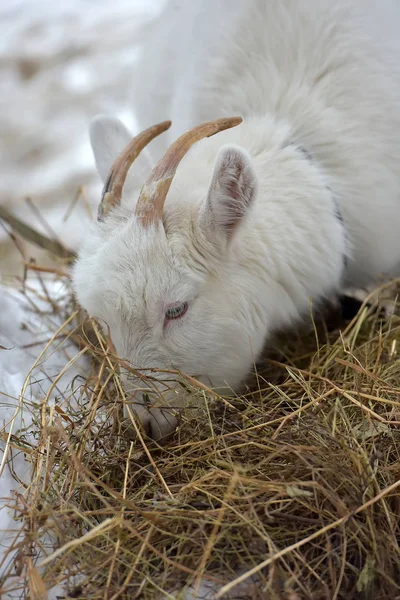 Uma Cabra Branca Come Feno Inverno — Fotografia de Stock