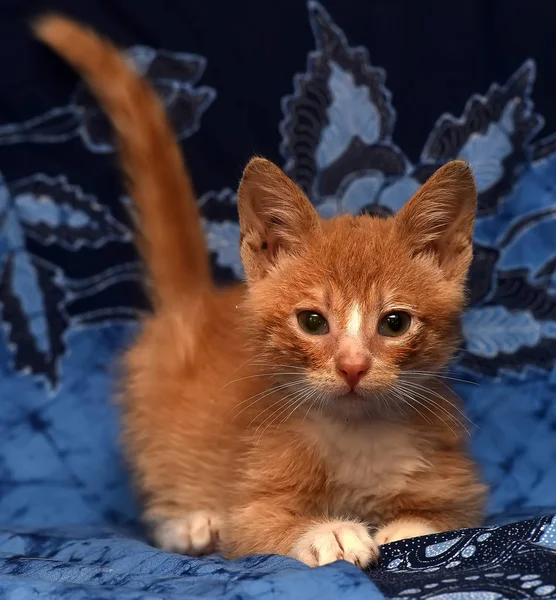 Roodharige Kitten Een Blauwe Achtergrond — Stockfoto