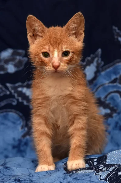 Gatinho Ruivo Fundo Azul — Fotografia de Stock