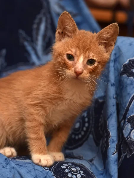 Red Haired Kitten Blue Background — Stock Photo, Image