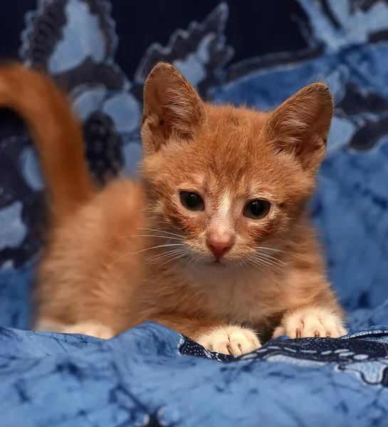 Gatinho Ruivo Fundo Azul — Fotografia de Stock