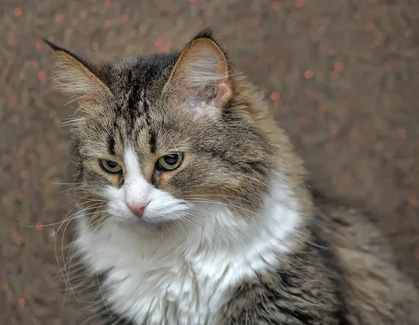 Norwegischer Wald Schön Braun Mit Weißer Katze — Stockfoto