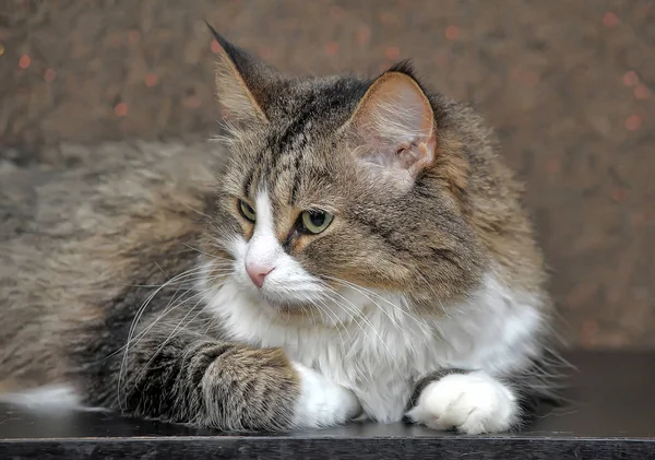 Norwegian Forest Mooi Bruin Met Witte Kat — Stockfoto