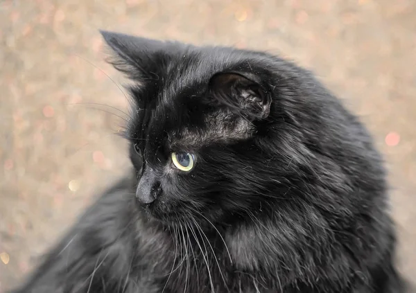 Grueso Mullido Hermoso Negro Gato — Foto de Stock