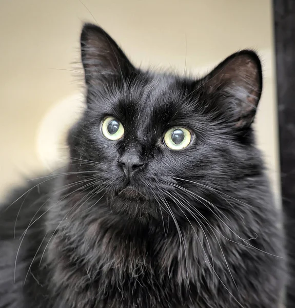 Grueso Mullido Hermoso Negro Gato — Foto de Stock