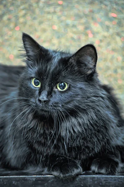 Dicke Flauschige Schöne Schwarze Katze — Stockfoto