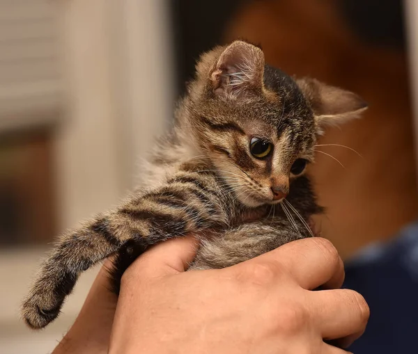 Ellerinde Küçük Şeritli Yavru Kedi — Stok fotoğraf