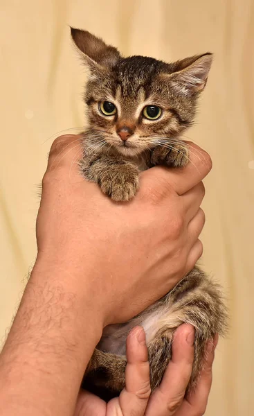 Kleine Gestreepte Katje Handen — Stockfoto