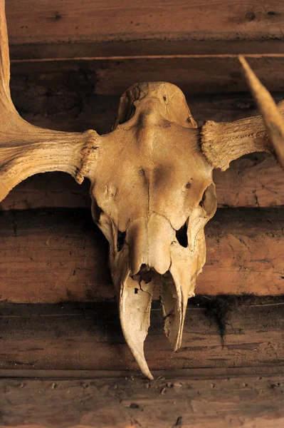 Cráneo Alce Una Pared Madera — Foto de Stock