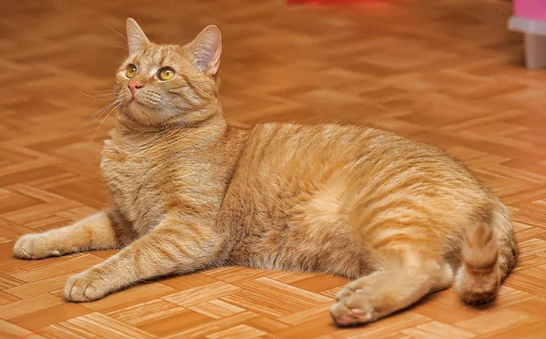 Červený Zábavný Tabby Kotě Kočička Ginger Červené — Stock fotografie