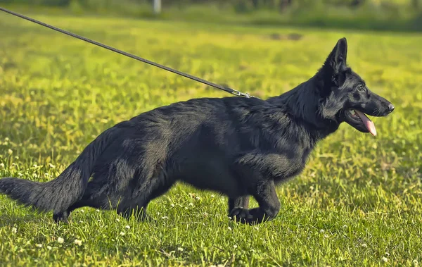 黑牧羊犬拴在绿草上 — 图库照片