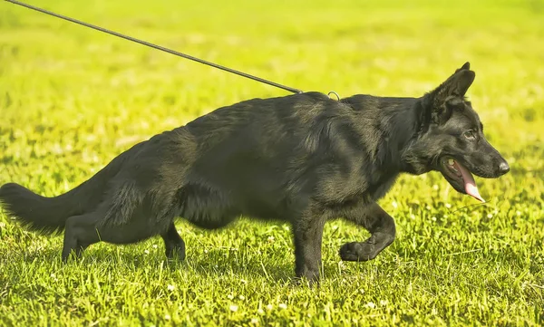 黑牧羊犬拴在绿草上 — 图库照片