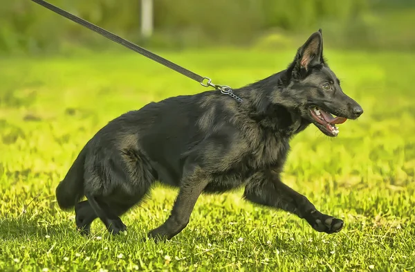 Cão Pastor Preto Trela Grama Verde — Fotografia de Stock