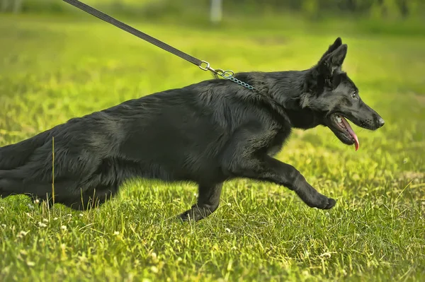 Perro Pastor Negro Con Correa Sobre Hierba Verde — Foto de Stock