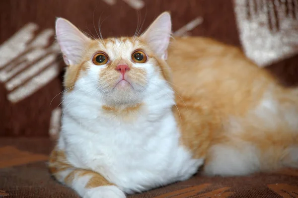 Beautiful Redhead White Cat Lying Sofa — Stock Photo, Image