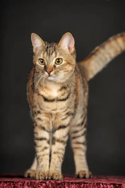 Krásná Mourovatá Kočka Tmavém Pozadí Ateliéru — Stock fotografie