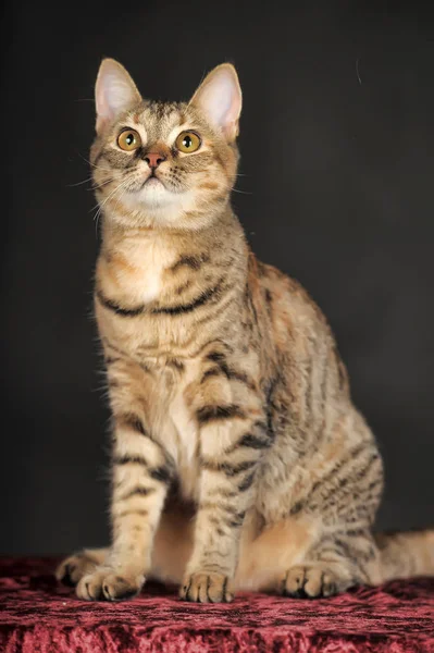 Bonito Gato Tabby Fundo Escuro Estúdio — Fotografia de Stock