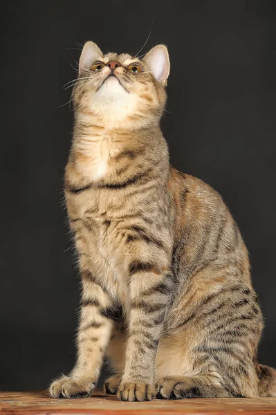 Красива Кішка Таббі Темному Тлі Студії — стокове фото