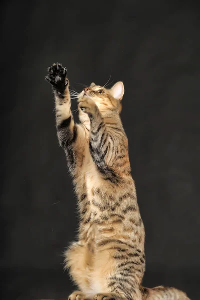 Lindo Gato Listrado Jogando Sobre Patas Traseiras Estúdio Fundo Escuro — Fotografia de Stock