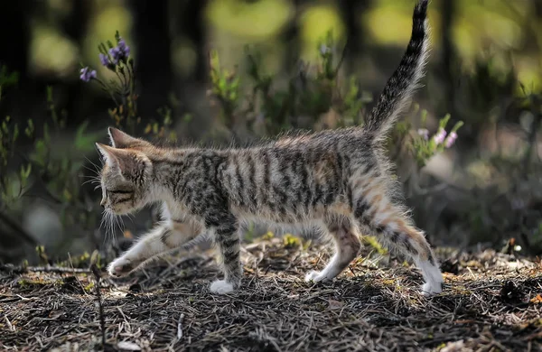 숲에서 줄무늬 고양이 — 스톡 사진