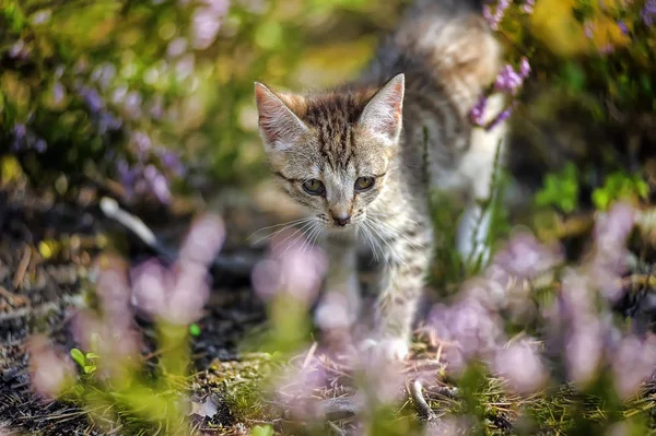 Petit Chaton Rayé Dans Forêt — Photo