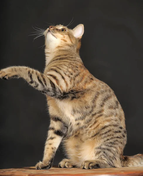 Lindo Gato Listrado Jogando Sobre Patas Traseiras Estúdio Fundo Escuro — Fotografia de Stock