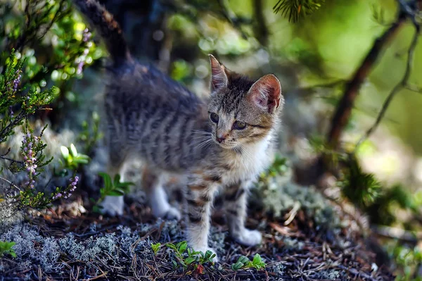 Small Striped Kitten Forest — Stock Photo, Image