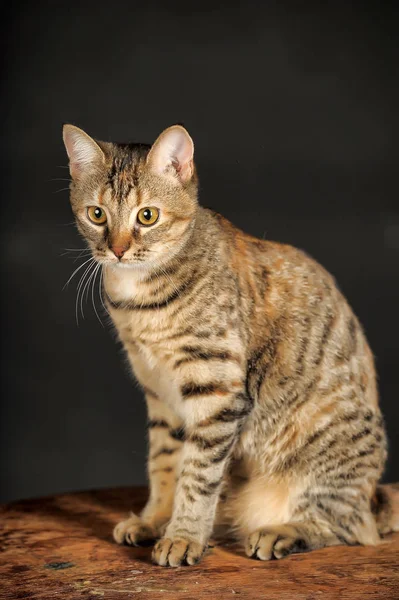 Vackra Tabby Katt Mörk Bakgrund Studion — Stockfoto