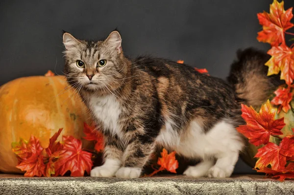 Beautiful Brown White Siberian Cat Autumn Maple Leaves Pumpkins Studio — Stock Photo, Image