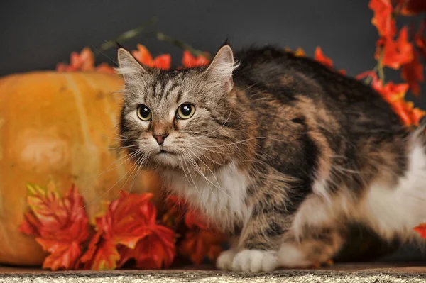 Hermoso Gato Siberiano Marrón Blanco Hojas Arce Otoño Calabazas Estudio — Foto de Stock