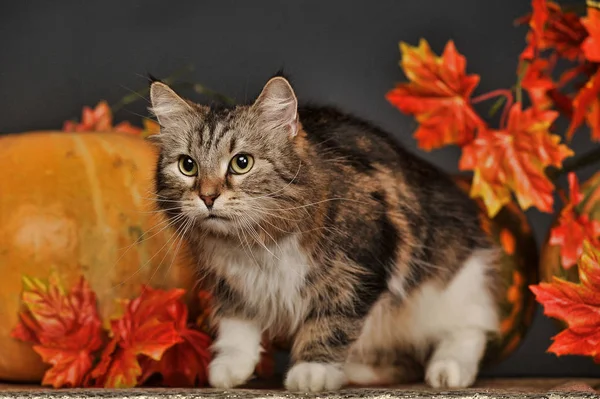 Hermoso Gato Siberiano Marrón Blanco Hojas Arce Otoño Calabazas Estudio — Foto de Stock