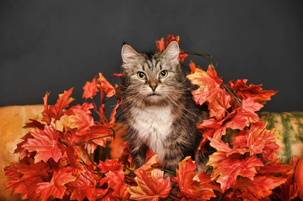 Hermoso Gato Siberiano Marrón Blanco Hojas Arce Otoño Calabazas Estudio — Foto de Stock