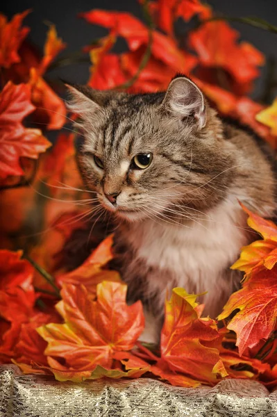 Beautiful Brown White Siberian Cat Autumn Maple Leaves Pumpkins Studio — Stock Photo, Image