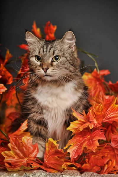 美丽的棕色和白色西伯利亚猫和秋天枫叶和南瓜在演播室 — 图库照片