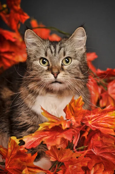 Beau Chat Sibérien Brun Blanc Feuilles Érable Automne Citrouilles Studio — Photo