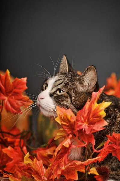 白猫と秋の紅葉とスタジオでカボチャと美しいストライプ — ストック写真