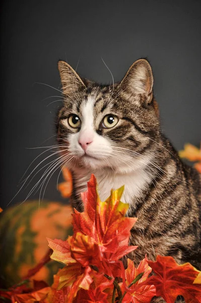 Hermosa Rayas Con Gato Blanco Hojas Arce Otoño Calabazas Estudio — Foto de Stock