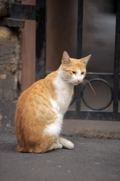 Sem Teto Gato Vermelho Rua — Fotografia de Stock