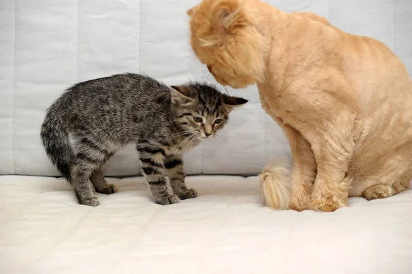 Rothaarige Persisch Geschorene Katze Und Gestromte Jungtiere — Stockfoto